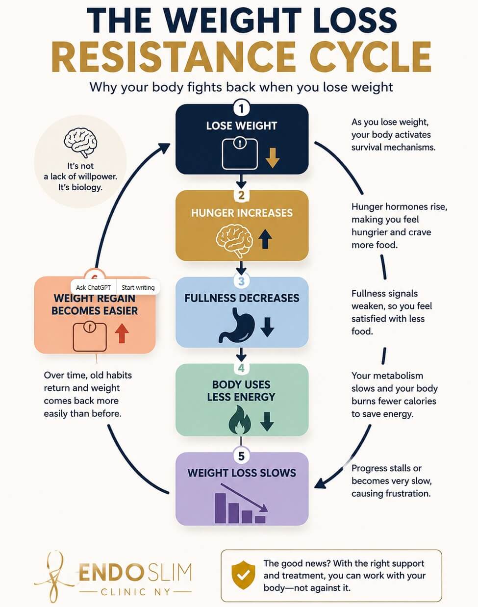 Weight loss resistance cycle showing how increased hunger, reduced fullness, lower energy use, and metabolic adaptation can slow weight loss and make regain easier